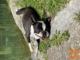 Janez, cistokrvni boston terrier