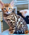 Bengalske mucke