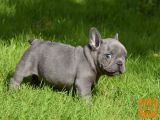Izjemno Francoski buldog mladiči
