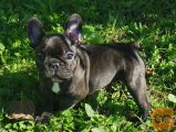 Francuski buldog