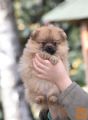Pomeranac - Pomeranian