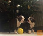 Boston terrier - rdeči