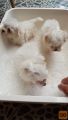 MALTESE PUPPY'S FOR ADOPTION