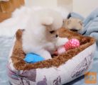 Two exceptional Pomeranian T-Cup puppies