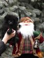 Pomeranac - Pomeranian