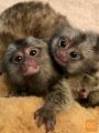 Čudovite opice baby marmosets za prodajo