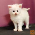 GRAFF - čistokrvni Maine Coon - veličanstven!)