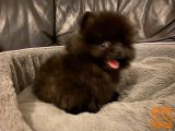 Pomeranec Pomeranian pritlikavi pomeranec