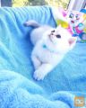 KINDLY BRITISH LONG KITTEN AVAILABLE