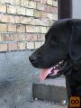 Labrador retriver