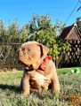 Engleski buldog