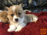 Beautiful Pembroke Welge Corgi puppies ready.