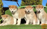 Akita inu i Shiba Inu štenci