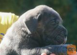 Cane Corso Kane Korso rezervacije