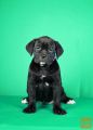 Cane Corso prelepi stenci