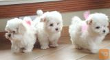 MINI Toy Maltese dog puppy