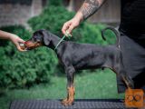 Doberman stenci