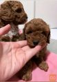 Mini poodle