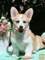 Velski korgi/Welsh Corgi Pembroke