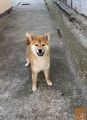 Na prodaju žensko štene Shiba inu