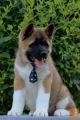 Americka Akita stenci