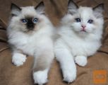 Na voljo so mucki pasme Ragdoll