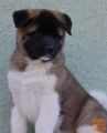 Americka Akita