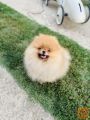 Pomeranac musko stene