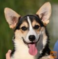 Velski korgi Welsh Corgi Pembroke