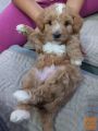 Maltipoo štenci