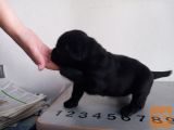 Labrador retrevier