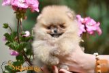 Pomeranac BOO medvedići, Pomeranski špic štenci