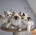 Čudoviti mucki pasme Ragdoll