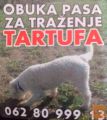 Psi za trazenje tartufa -Tartufari